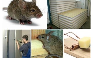 Les souris rongent les panneaux de vautour