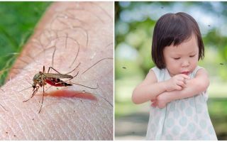 Combien de jours dure la piqûre de moustique?
