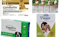 Comment se débarrasser des puces chez le chien, le moyen le plus efficace de puces