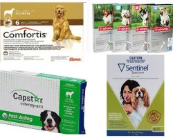 Comment se débarrasser des puces chez le chien, le moyen le plus efficace de puces