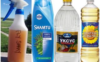 Shampoing anti-moustique à faire soi-même + vinaigre