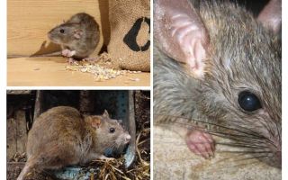 Les rats peuvent-ils attaquer les humains