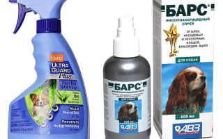 Le meilleur spray contre les puces pour les chiens