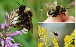 Pourquoi bourdon ne peut pas voler selon les lois de la physique