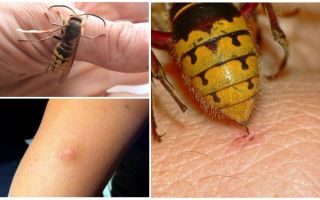 Que faire si mordu par un frelon
