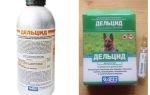 Deltsyd en ampoules de puces dans l'appartement