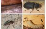 Comment se débarrasser du coléoptère