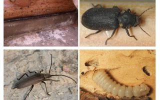 Comment se débarrasser du coléoptère