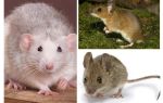 Structure de la souris