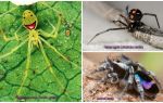 Les plus belles araignées du monde