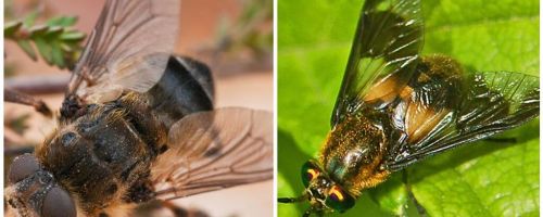 La différence entre gadfly et aveugle