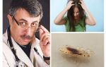 Conseils du Dr. Komarovsky sur la pédiculose