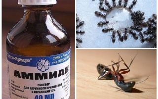 Ammoniac des fourmis et des pucerons