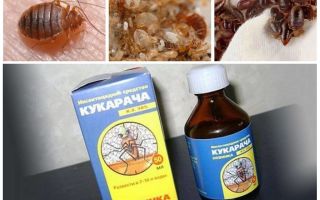 Cucaracha remède contre les punaises
