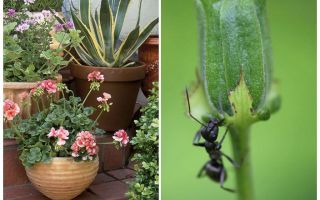 Comment enlever les fourmis d'un pot de fleurs