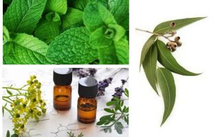 Huiles essentielles de punaises de lit dans l'appartement