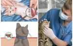 Comment se débarrasser des puces chez un chat ou un chat à la maison