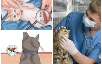 Comment se débarrasser des puces chez un chat ou un chat à la maison