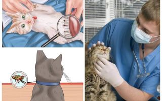 Comment se débarrasser des puces chez un chat ou un chat à la maison