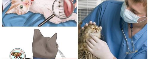 Comment se débarrasser des puces chez un chat ou un chat à la maison