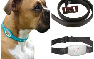 Meilleurs colliers de chien contre les puces et les tiques