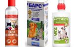 Le shampooing anti-puces le plus populaire et le plus efficace pour les chiens
