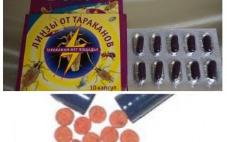Signifie Delitsiya des cafards