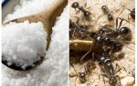 Sel contre les fourmis dans le jardin