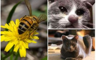 Que faire si un chat est mordu par une abeille