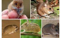 Types et types de souris