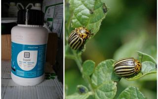 Remède contre le doryphore de la pomme de terre Boreas