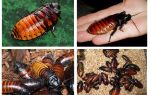 Madagascar cafards sifflant