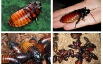 Madagascar cafards sifflant