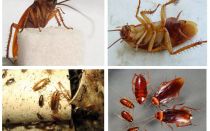 A quoi ressemblent les cafards, leurs photos, types et description