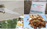 Comment empoisonner les guêpes