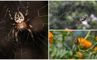 Les araignées savent-elles voler?
