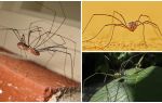 Araignée tondre avec de longues jambes minces