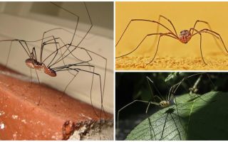 Araignée tondre avec de longues jambes minces