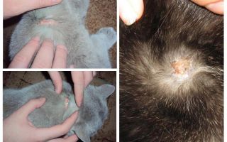 Pourquoi un chat démange-t-il des gouttes aux puces et autres causes de démangeaisons?