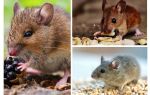 Que mangent les souris