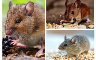 Que mangent les souris