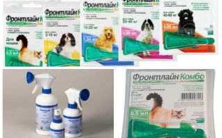 Gouttes aux puces et spray