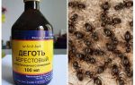 Goudron de bouleau provenant de l'application de fourmis dans le jardin et le jardin
