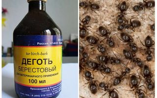 Goudron de bouleau provenant de l'application de fourmis dans le jardin et le jardin