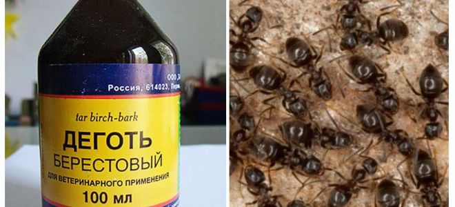 Goudron de bouleau provenant de l'application de fourmis dans le jardin et le jardin
