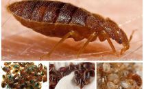 Comment ramener indépendamment les insectes à la maison dans l'appartement