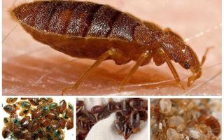 Les cafards mangent-ils les insectes?