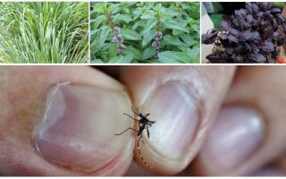 Quelles plantes repoussent les moustiques: herbe, arbres et fleurs