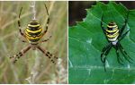 Guêpe araignée avec des rayures jaunes sur le dos