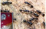 Signifie tonnerre 2 des fourmis